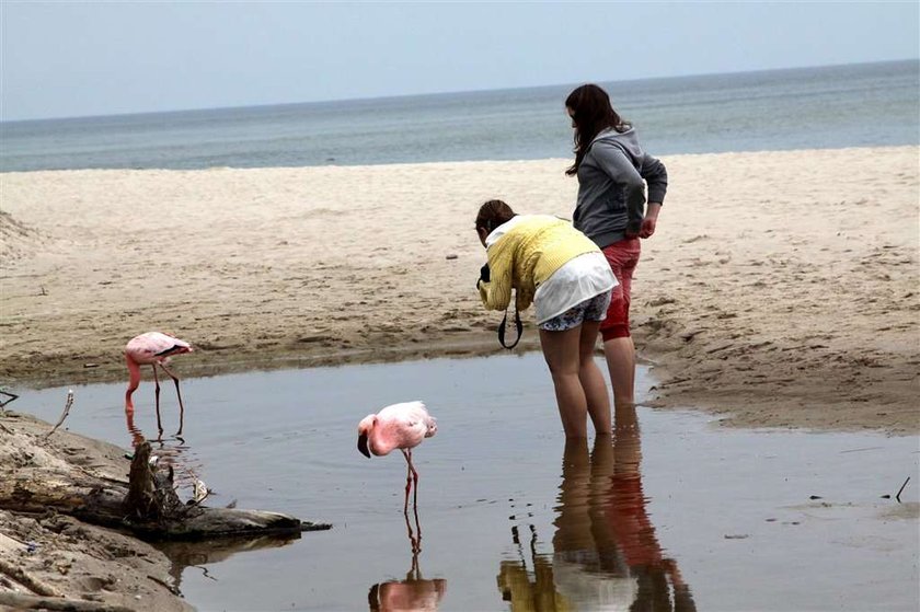 flemingi, plaża, morze