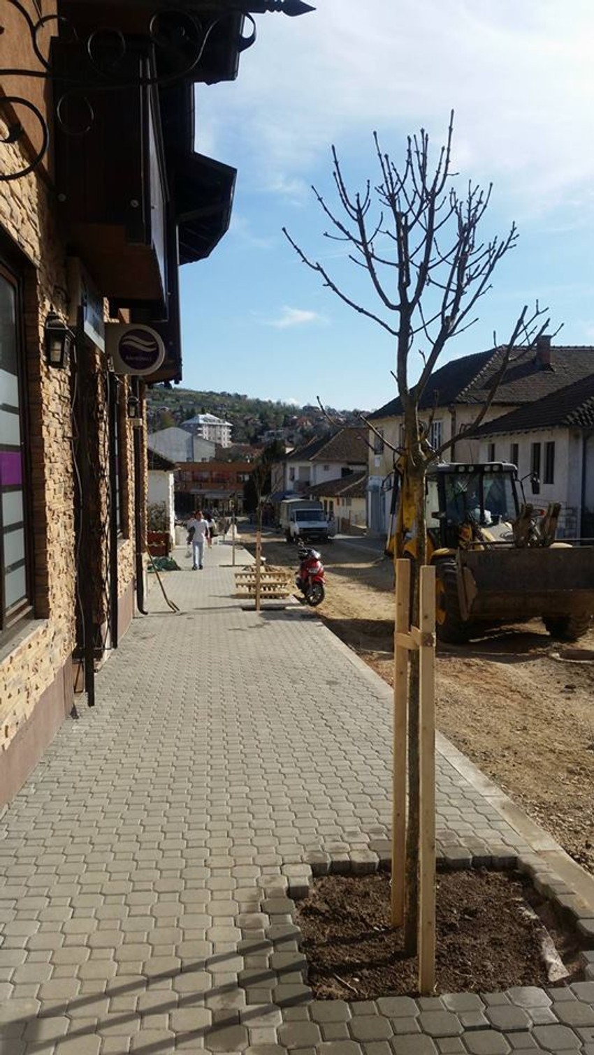 Drvo crnog jasena u Bulevaru oslobođenja