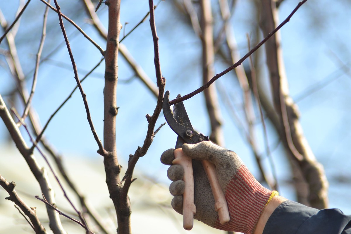 Zimowe cięcie drzew owocowych