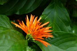 MEKSIČKI CVET pleni izgledom, a uz to je i RIZNICA ZDRAVLJA: Čisti toksine, pomaže kod anemije i zatvora, ublažava upale - posebno je KORISTAN ZA ŽENE