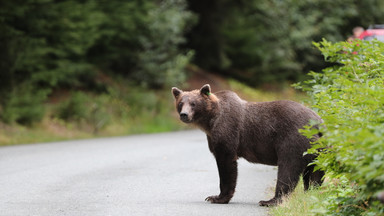 Niedźwiedzie przy popularnym szlaku turystycznym w Pieninach