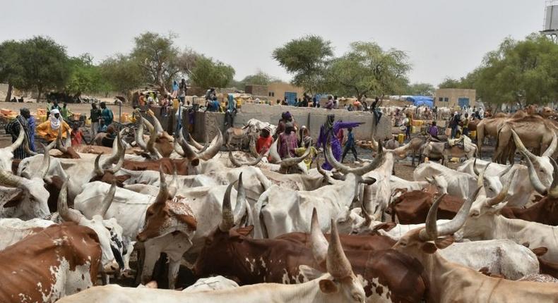 Cattle at a watering place in the village of Kidjendi, in the Diffa region, southeastern Niger