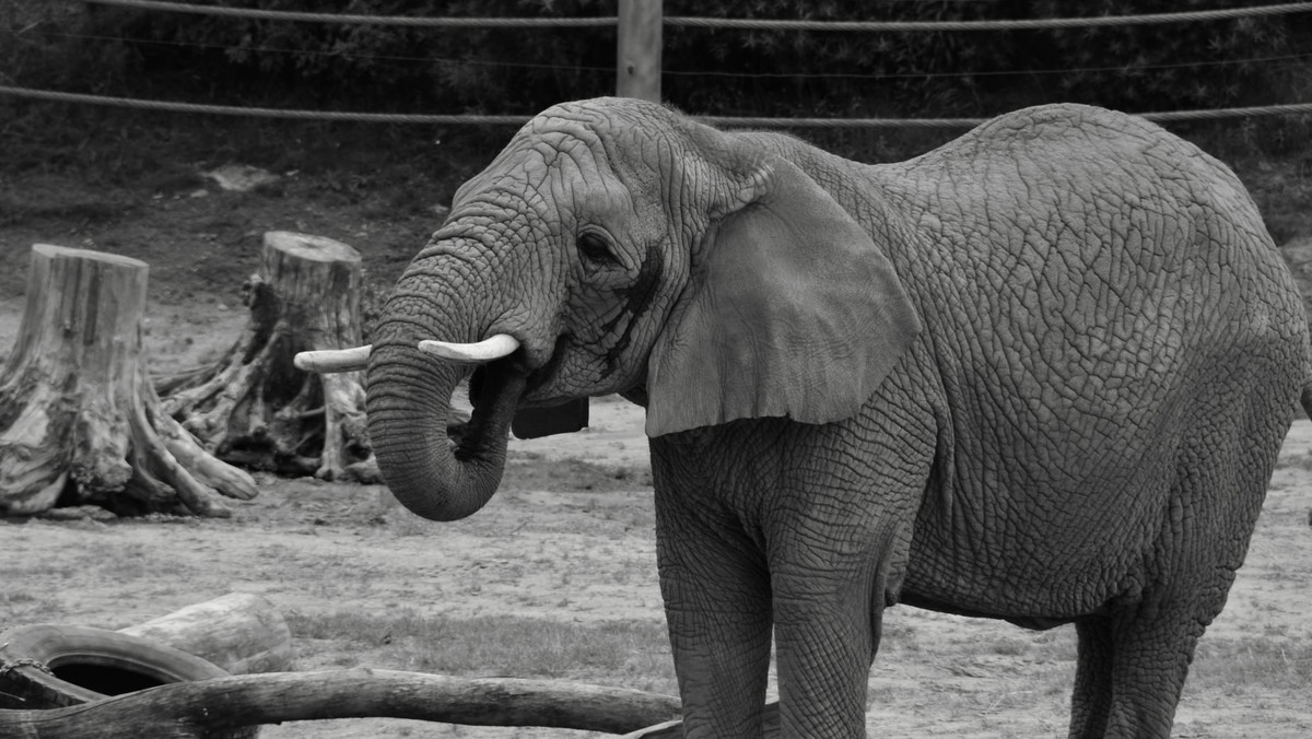 Poznań: Nie żyje Linda - słonica z poznańskiego zoo