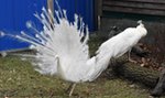 Niezwykłe pawie albinosy w lubińskim zoo. Zobacz jak się prezentują [WIDEO]