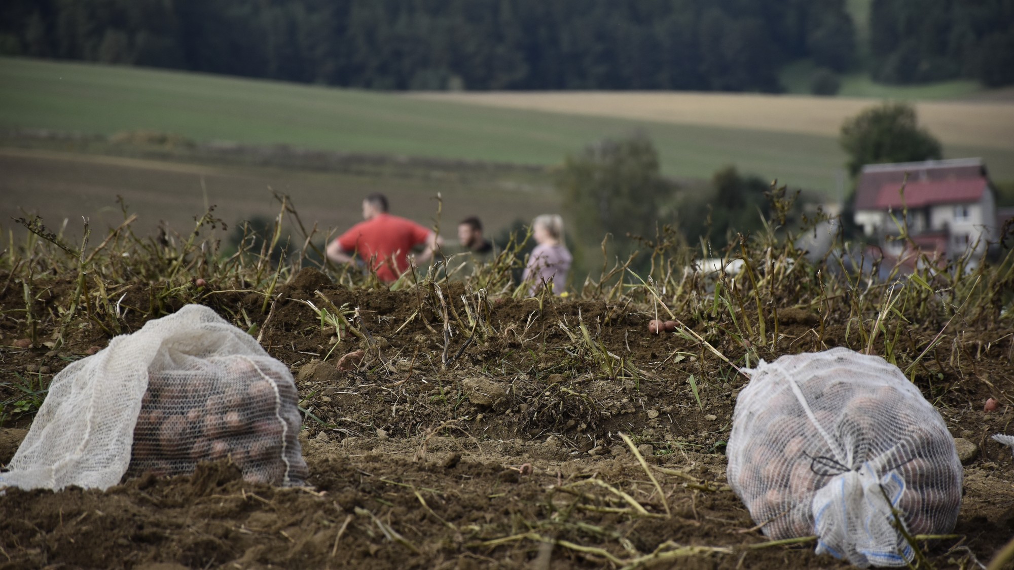 Tohtoročnú žatvu na slovenských poliach ovplyvňuje predovšetkým extrémne sucho, vysoké teploty i silné búrky. (ilustračné foto)