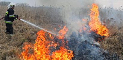 Nie uciekał, bo chronił młode. Zginął w płomieniach. Okrutny symbol katastrofy w Biebrzy