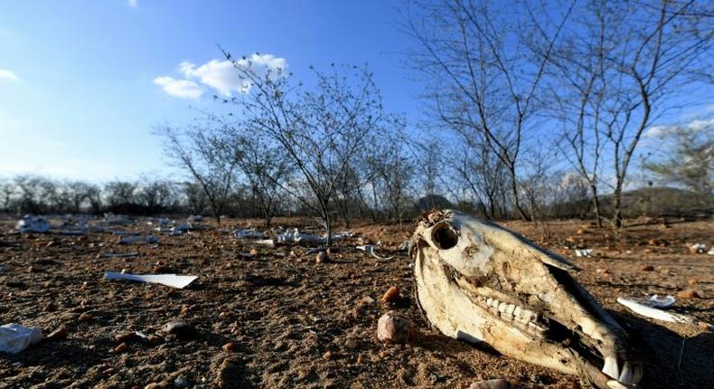 The remains of dozens of cows and donkeys pictured in a rural area of Quixeramobim, in Ceara State, northeast Brazil on February 8, 2017, during the region's worst drought in a century