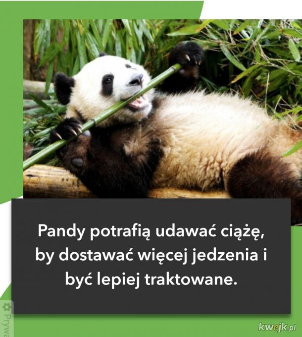 Najlepsze memy o pandach