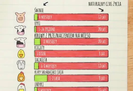 Śmiejesz się z wegetarian? Zobacz, jak szybko zabijamy zwierzęta, gdy są nam potrzebne