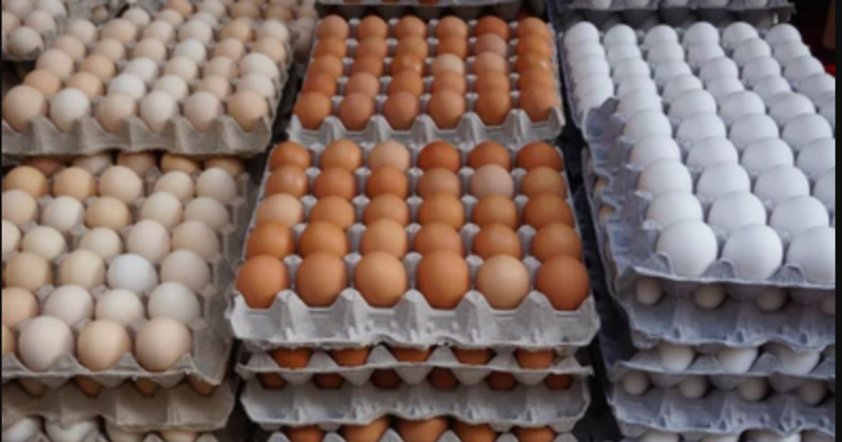 Plateau govt buys 5,000 egg crates to help farmers Pulse Nigeria