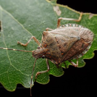 Unja, hogy minden ősszel ellepik a lakást a büdösbogarak? Így állíthatja meg a poloskákat!