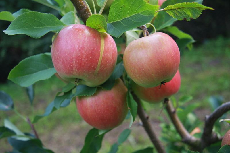 Jabłka odmiany Ananas Bierżeniecki - Glysiak/lic.CC BY-SA 3.0