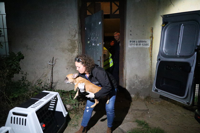 Koszmar buldogów francuskich w Łodzi. Niemal setka psów przebywała w strasznych warunkach. Właścicielka zwierząt trafiła do szpitala