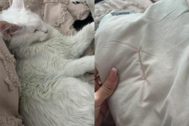 Tražila je savet jer joj je MAČKA "PROMENILA" BOJU: Tako je saznala da je MUŽ VARA