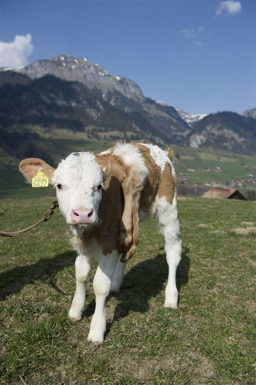 Животные Швейцарии. Корова альбинос. Ферма альбино Albino Farm (2009.