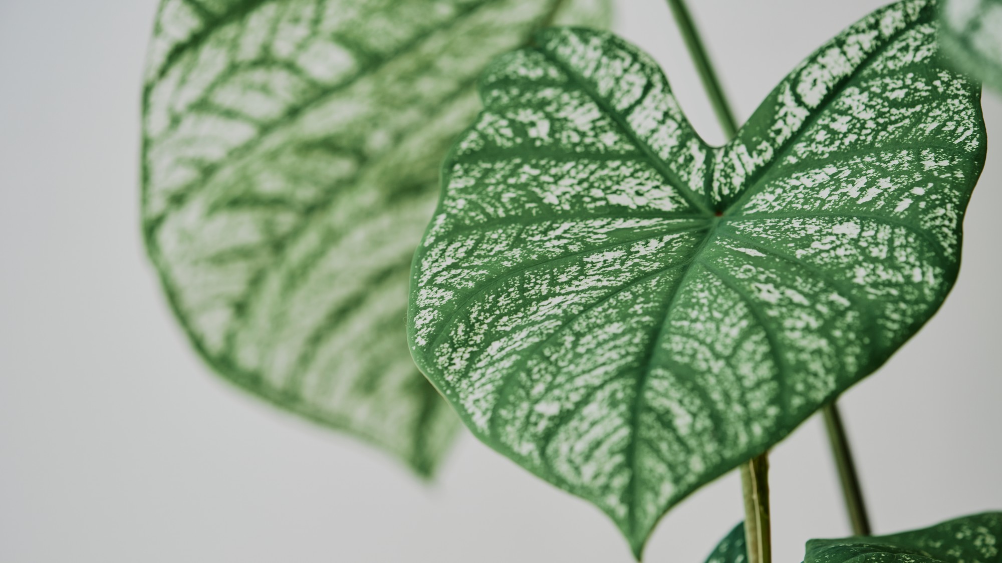 Alokázia, známa aj ako slonie uši, zaujme veľkými listami a patrí k najkrajším izbovým rastlinám. 