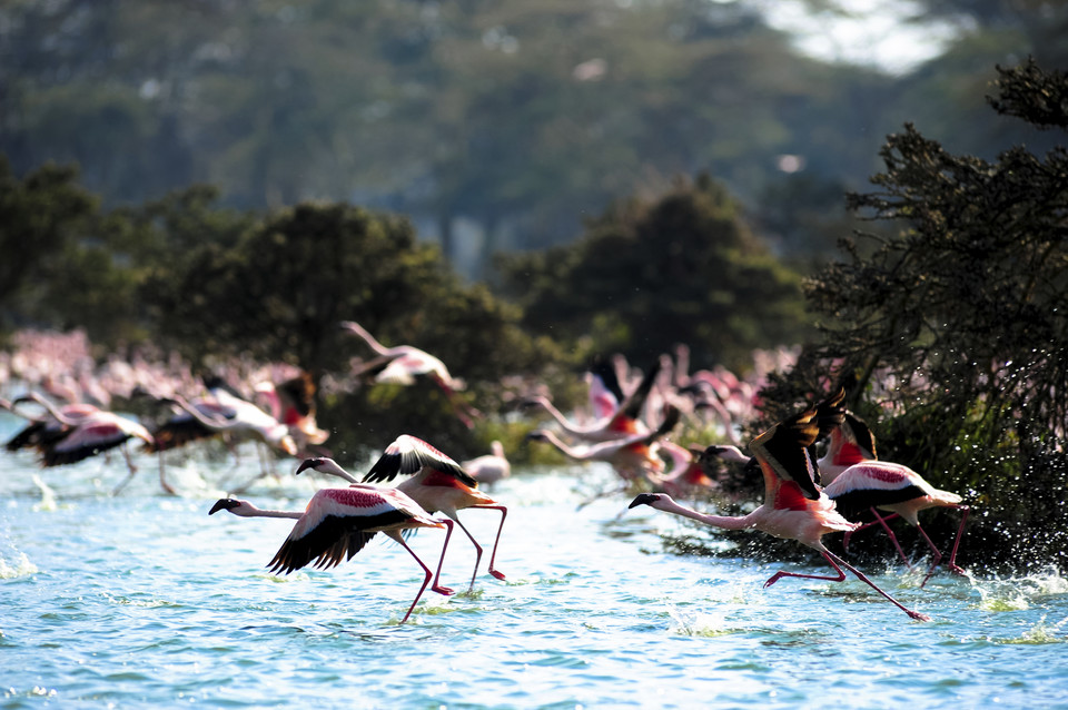 Jezioro Nakuru w Kenii