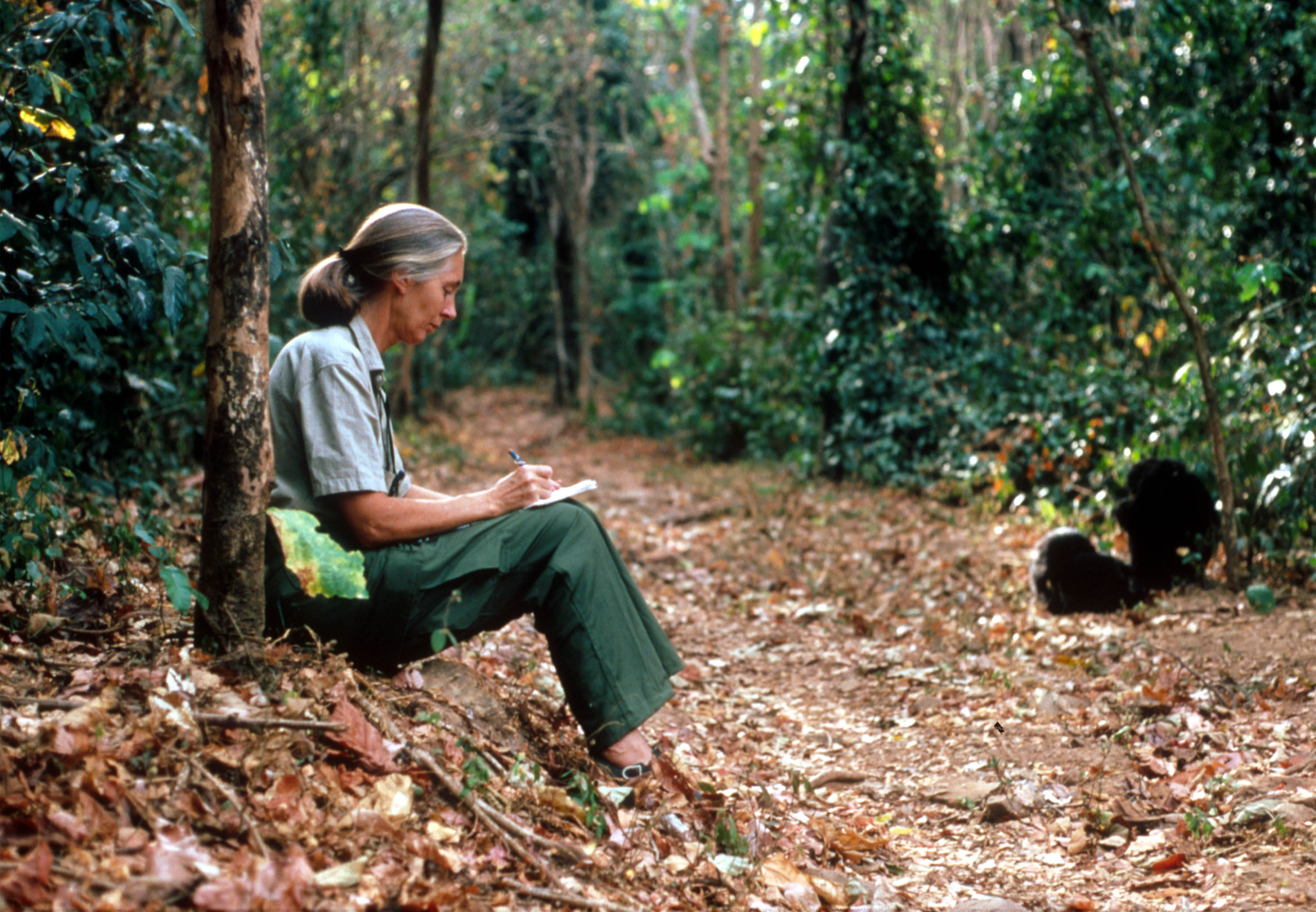 Jane Goodall décède à 91 ans : la révolutionnaire des chimpanzés