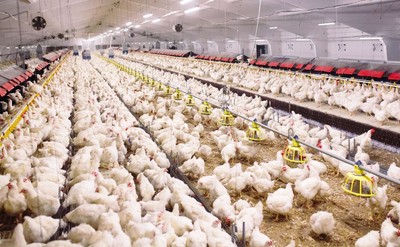 Drób i jaja drożeją skokowo, informują producenci