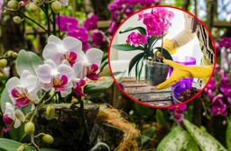 wsyp garść do doniczki, a twój storczyk będzie wypuszczał kwiat za kwiatem storczyki będą kwitły jak szalone