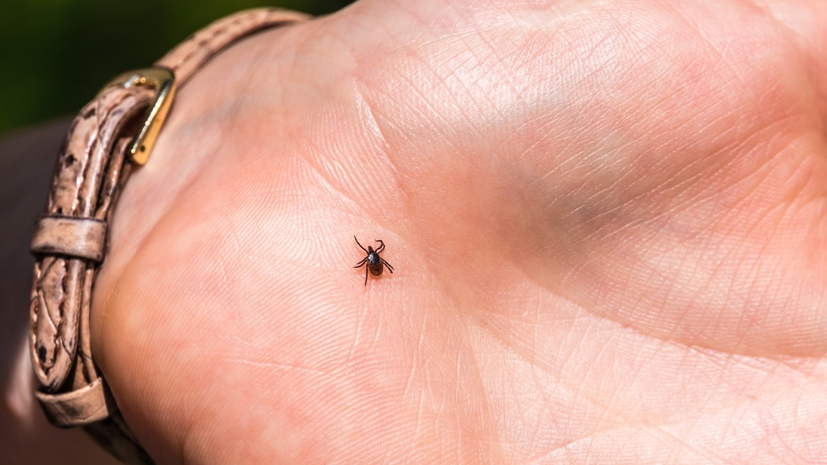 Nanesite dve kapi na odeću i krpelji vam neće prići: Prirodna zaštita traje 24h