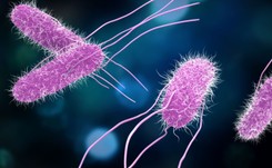 GIS ostrzega przed salmonellą w partii nadziewanych roladek z kurczaka