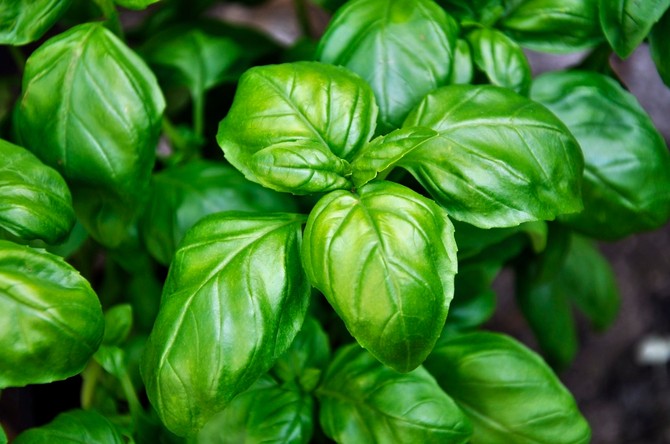 Jedan od najlepših običaja za jesenji Krstovdan jeste tradicija branja i svećenja bosiljka