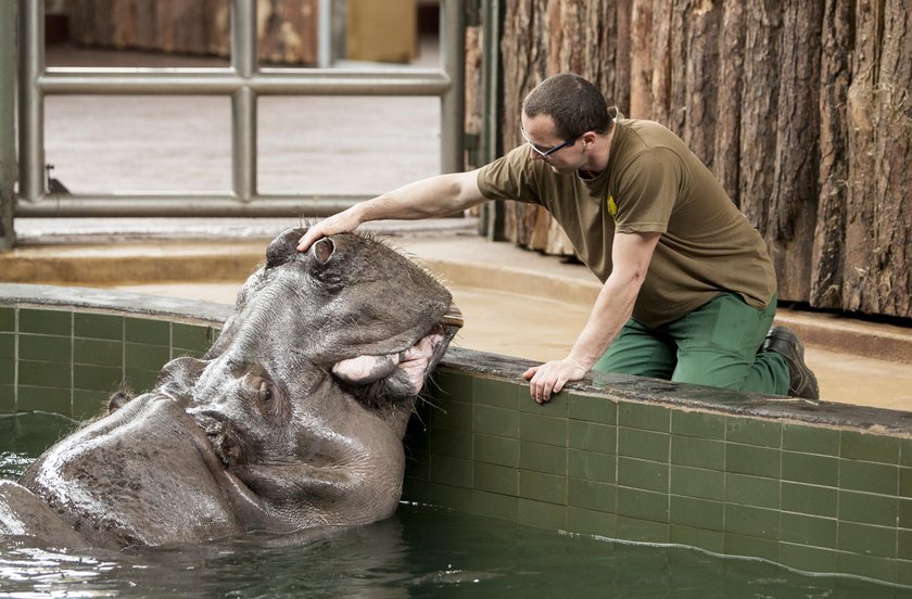 Chorzów. Brakuje hipopotamów w ogrodzie zoologicznym