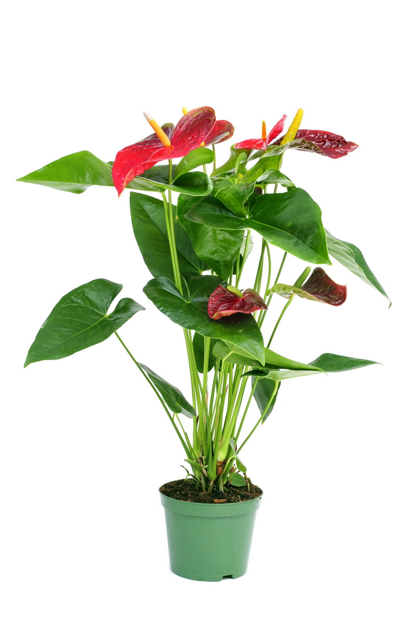 Anthurium Andreego