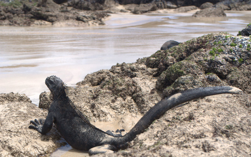 Wyspa Galapagos