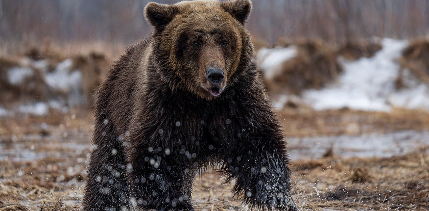 Groza w Bieszczadach! Niedźwiedź rzucił się na kobietę