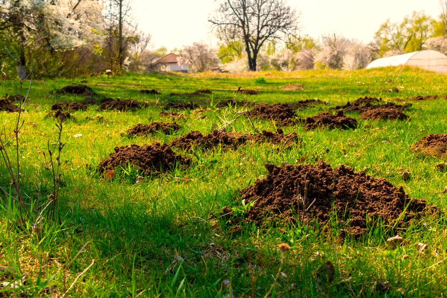 Obecność kreta zwiastuje pojawienie się charakterystycznych kopców w ogrodzie - Florin/stock.adobe.com