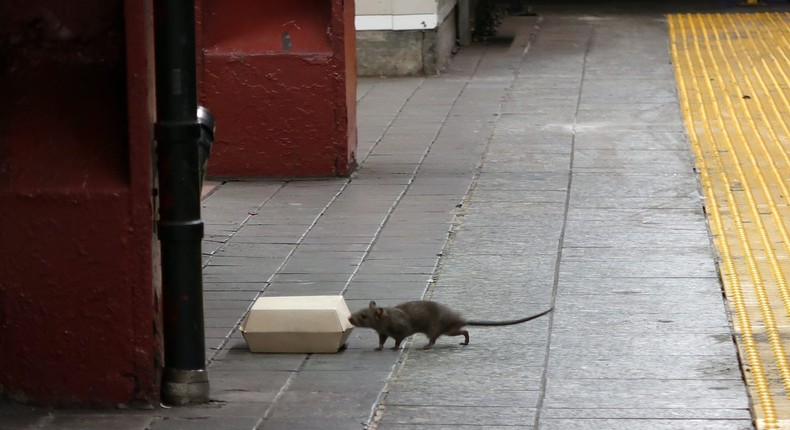 A rat sniffs a box with food in it on the platform at the Herald Square subway station in New York City/Gary Hershorn/Getty Images