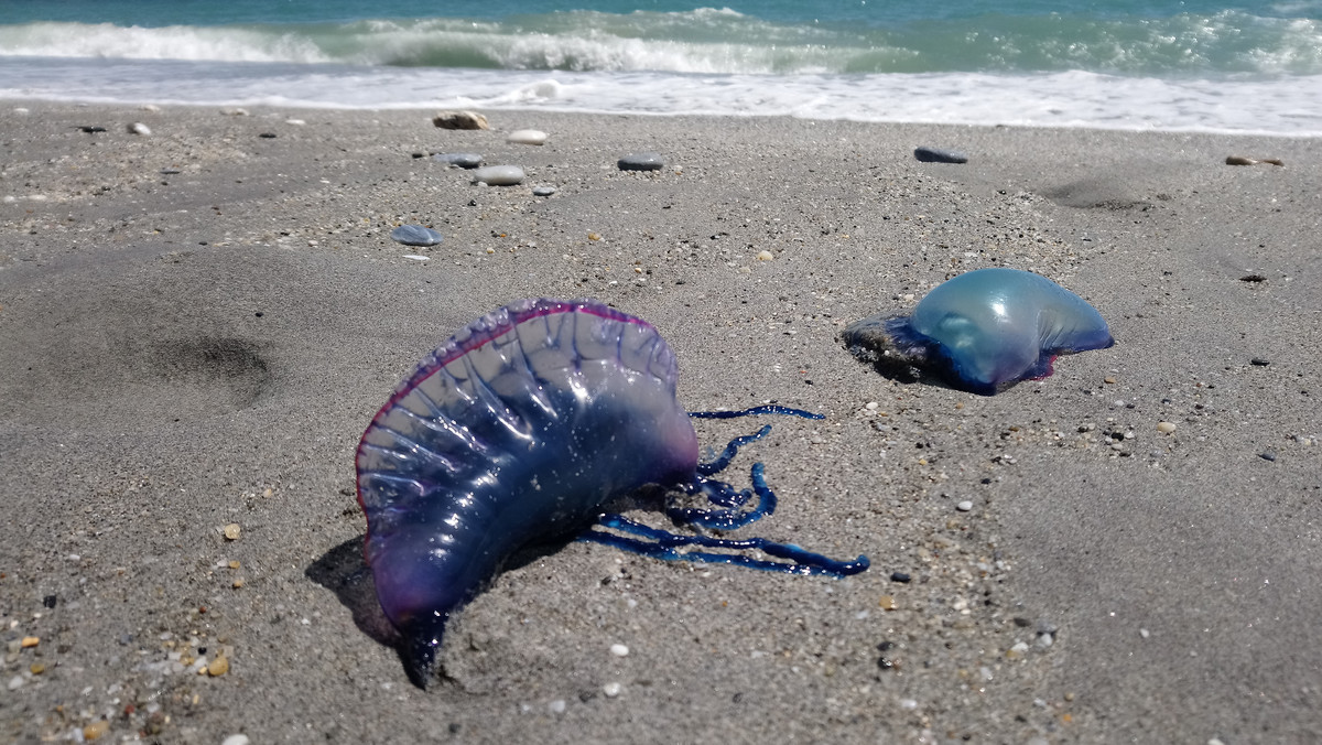 "Obcy" na plaży w Australii. Spotkanie z nim jest niebezpieczne [ZDJĘCIA]