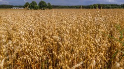 Blokada eksportu zbóż z Ukrainy i jej konsekwencje. "Fala migrantów może przybyć do Europy"