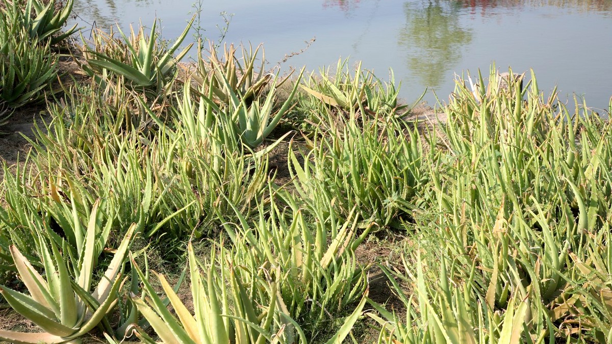 Aloe Vera
