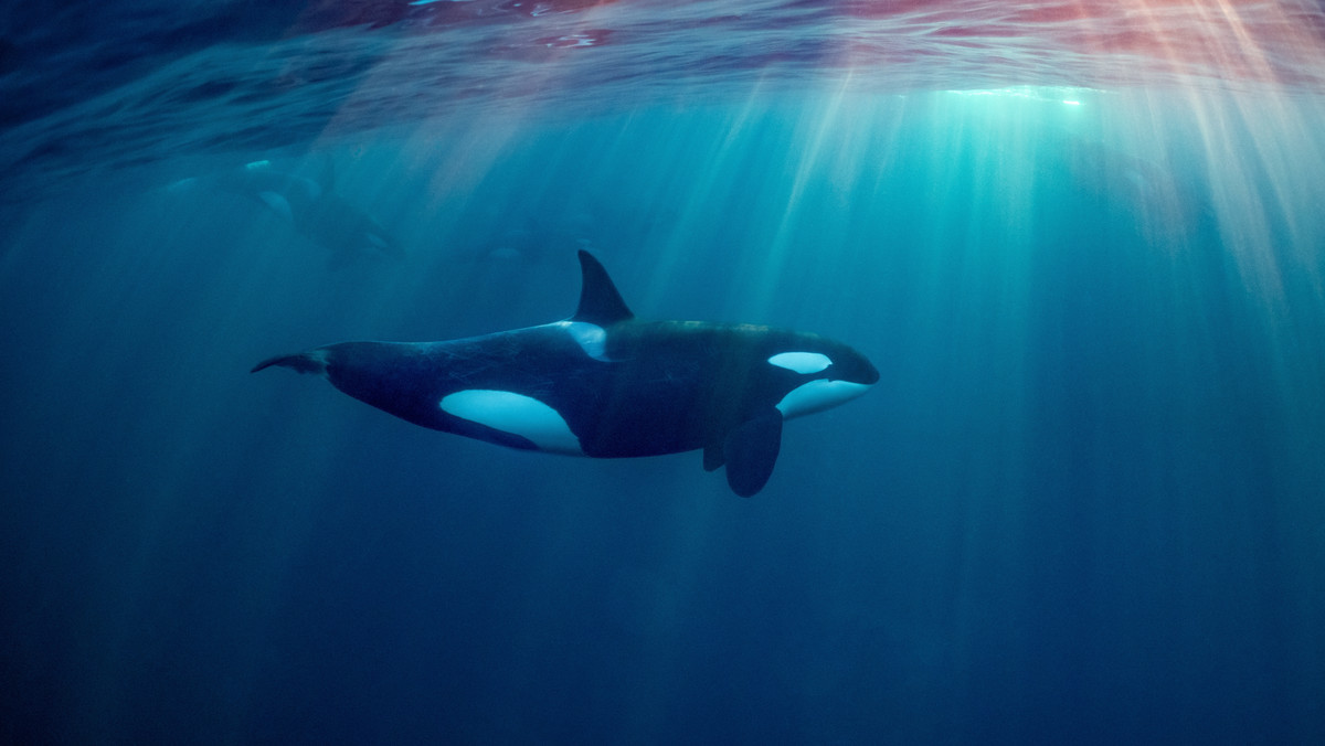 Samotna orka upolowała żarłacza białego i zjadła jego wątrobę [WIDEO]