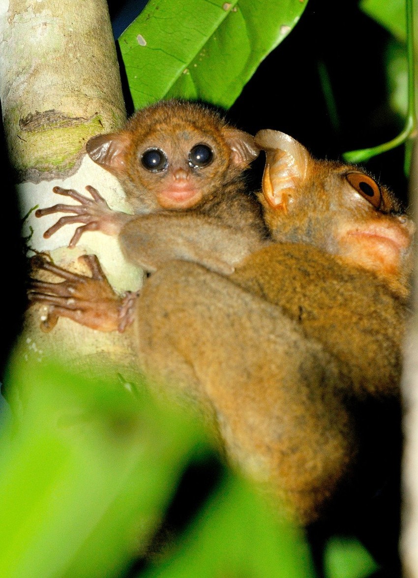 Tarsijeri komuniciraju na izuzetno visokim frekvencijama