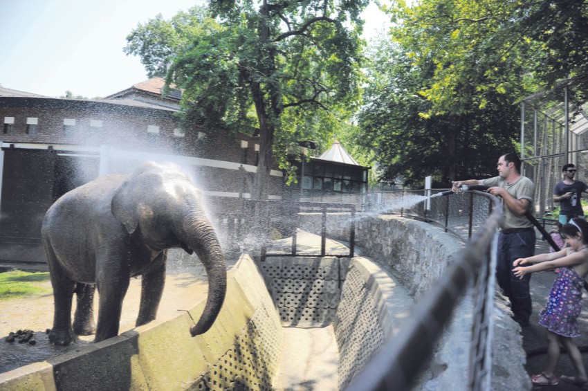 RITUAL: Slonica Tvigi nekad se tušira i četiri puta dnevno