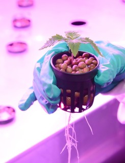 Tak rośnie medyczna marihuana. Wkrótce będzie zalegalizowana