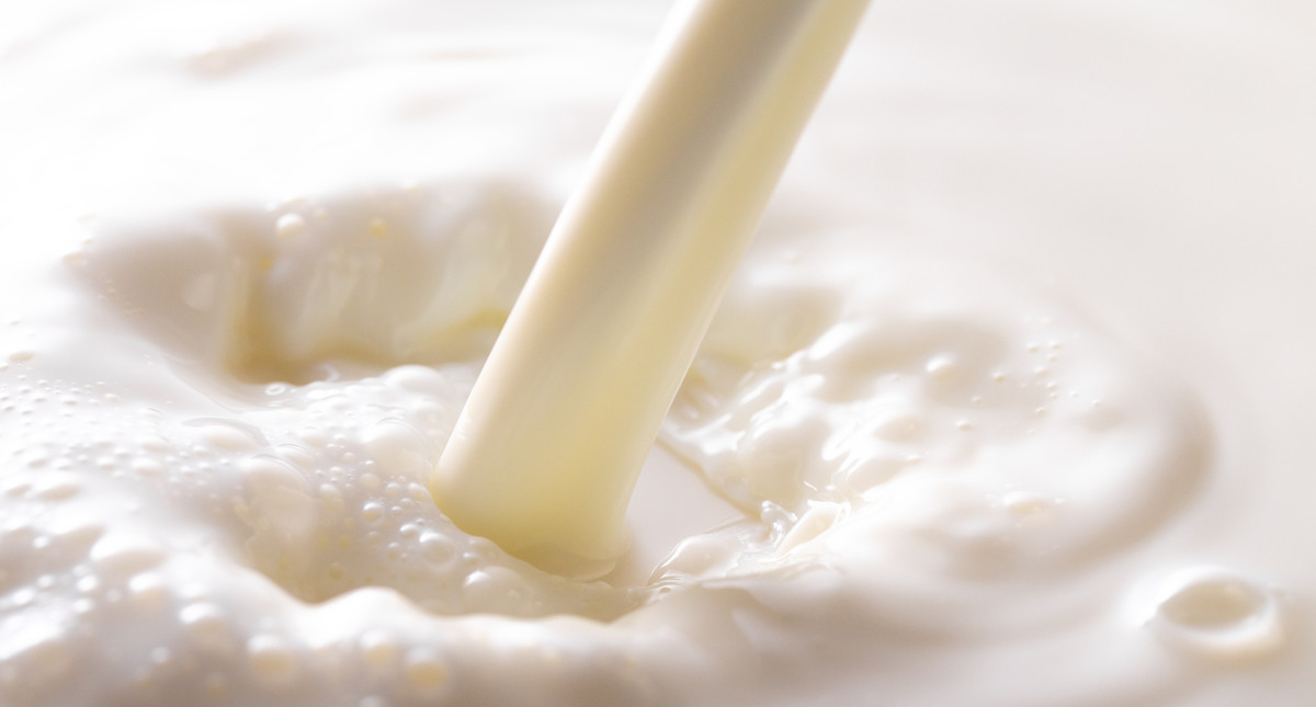 Mleko kozie - wartości odżywcze, wpływ na zdrowie, zastosowanie. Jakie są  korzyści z picia mleka koziego?
