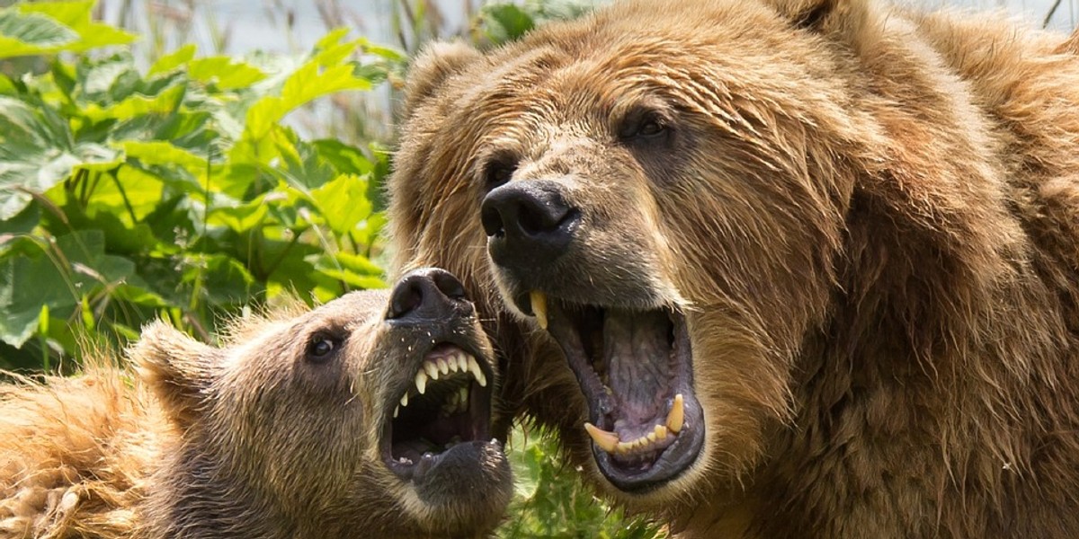 kodiak-brown-bears-1537323_960_720