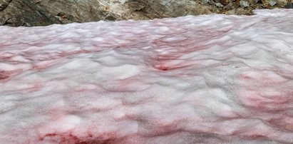 "Arbuzowy śnieg" przykuwa wzrok. O co chodzi?