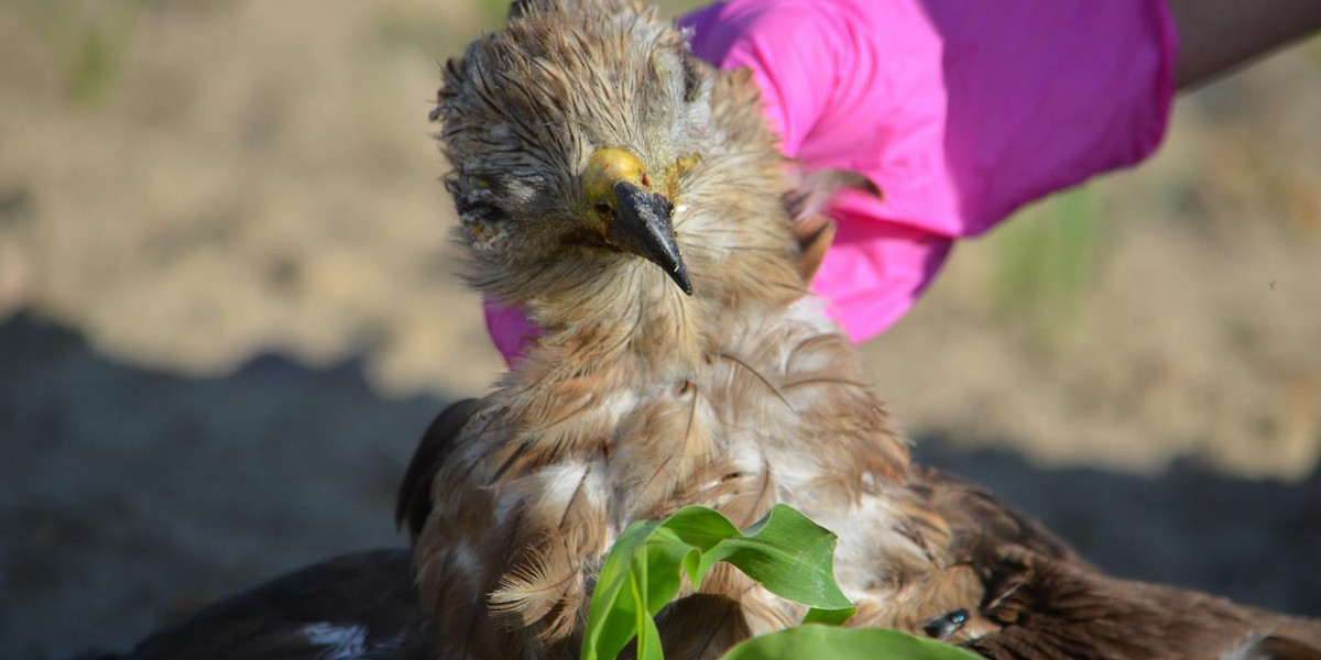 Wielowieś: 30 ptaków gatunków chronionych otrutych