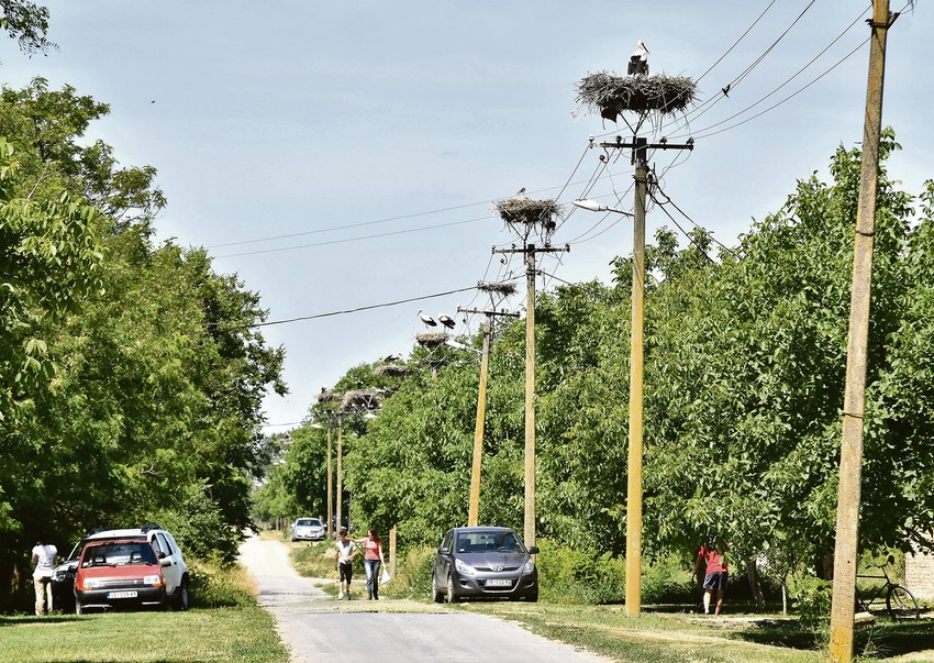 Taraš, evropsko selo roda 