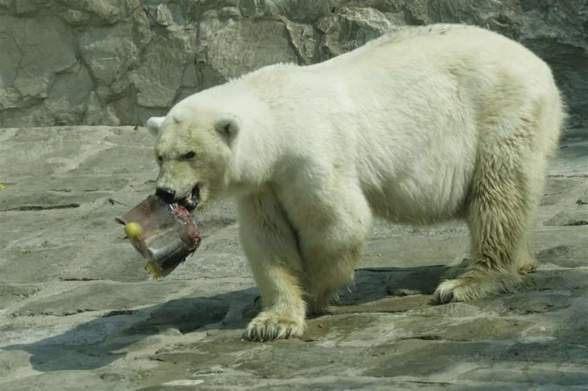 Nie żyje jedyny niedźwiedź polarny w Polsce
