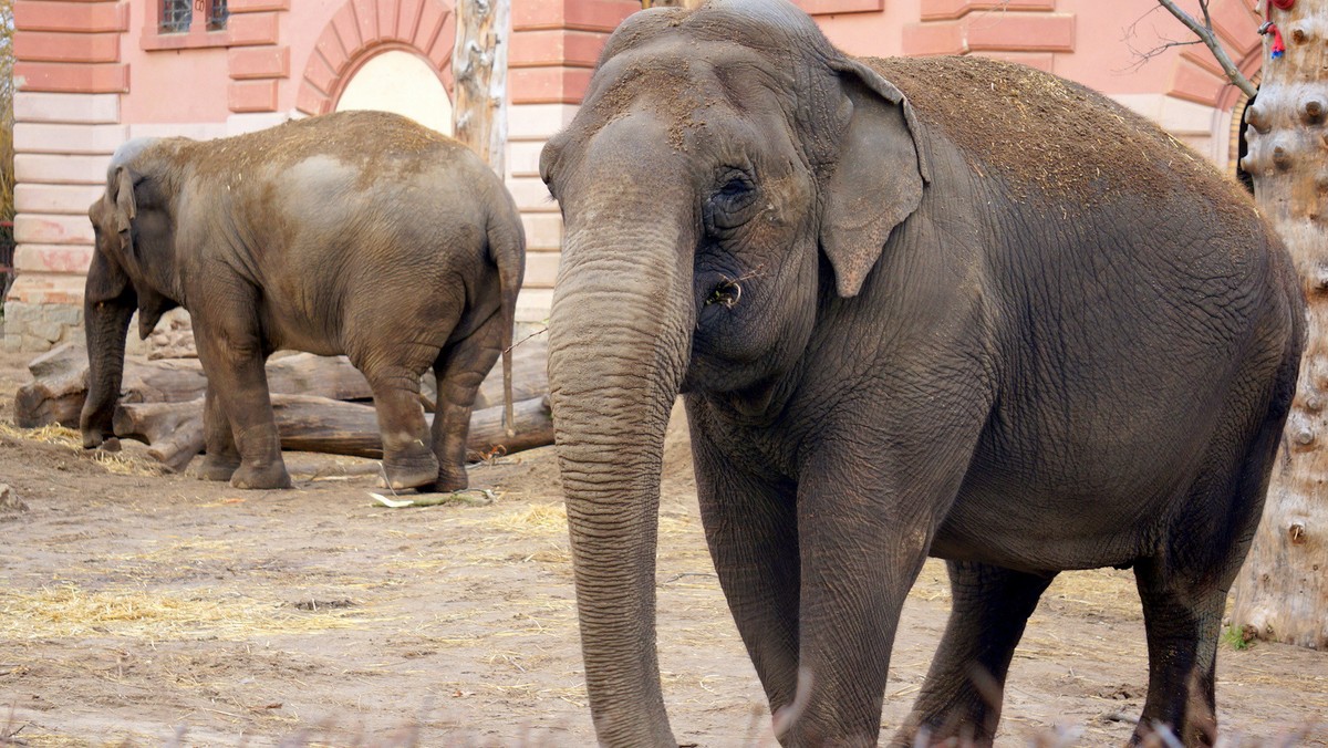 Wczoraj wrocławskie zoo odwiedził milionowy klient w 2015 roku. Tylko kilka atrakcji w Polsce notuje porównywalną frekwencję.