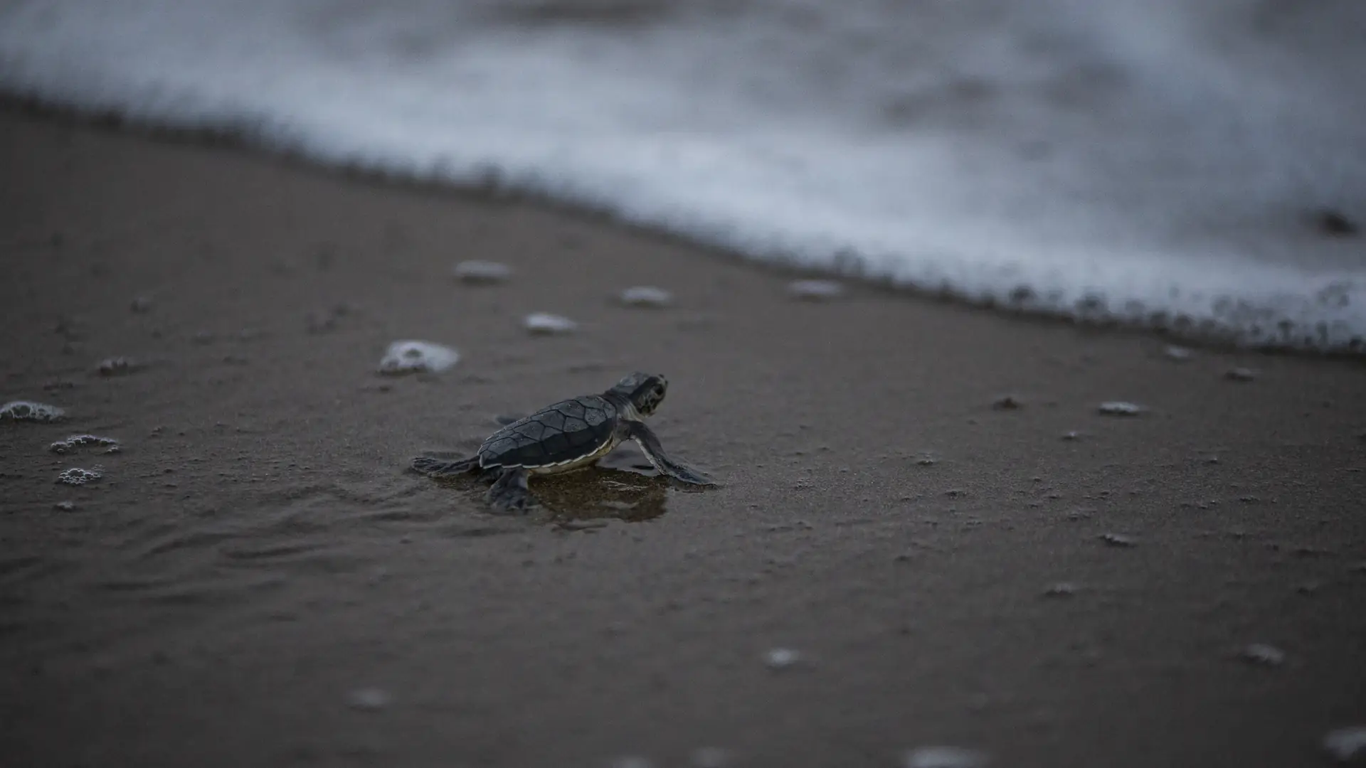 Żółwica złożyła jajka na plaży, więc burmistrz zadbał, żeby miała ciszę i spokój