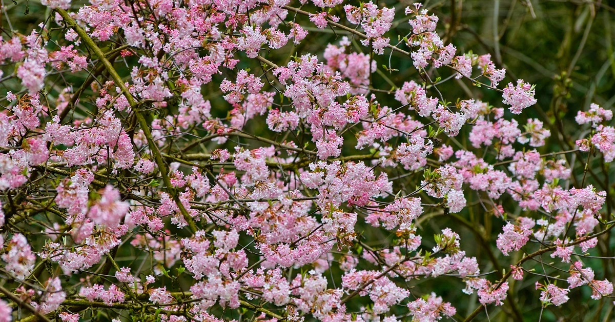 Te rośliny kwitną zimą. Oto lista 10 krzewów, które warto mieć w ogrodzie