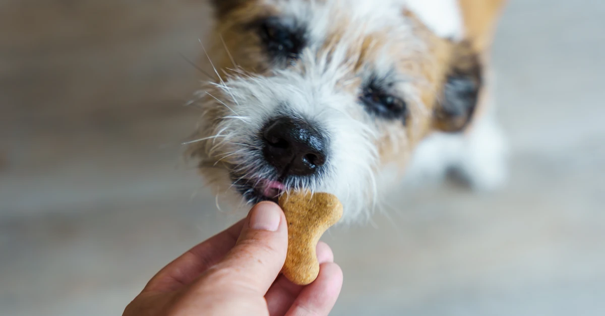 Psy nas podsłuchują? Zaskakujące odkrycie naukowców